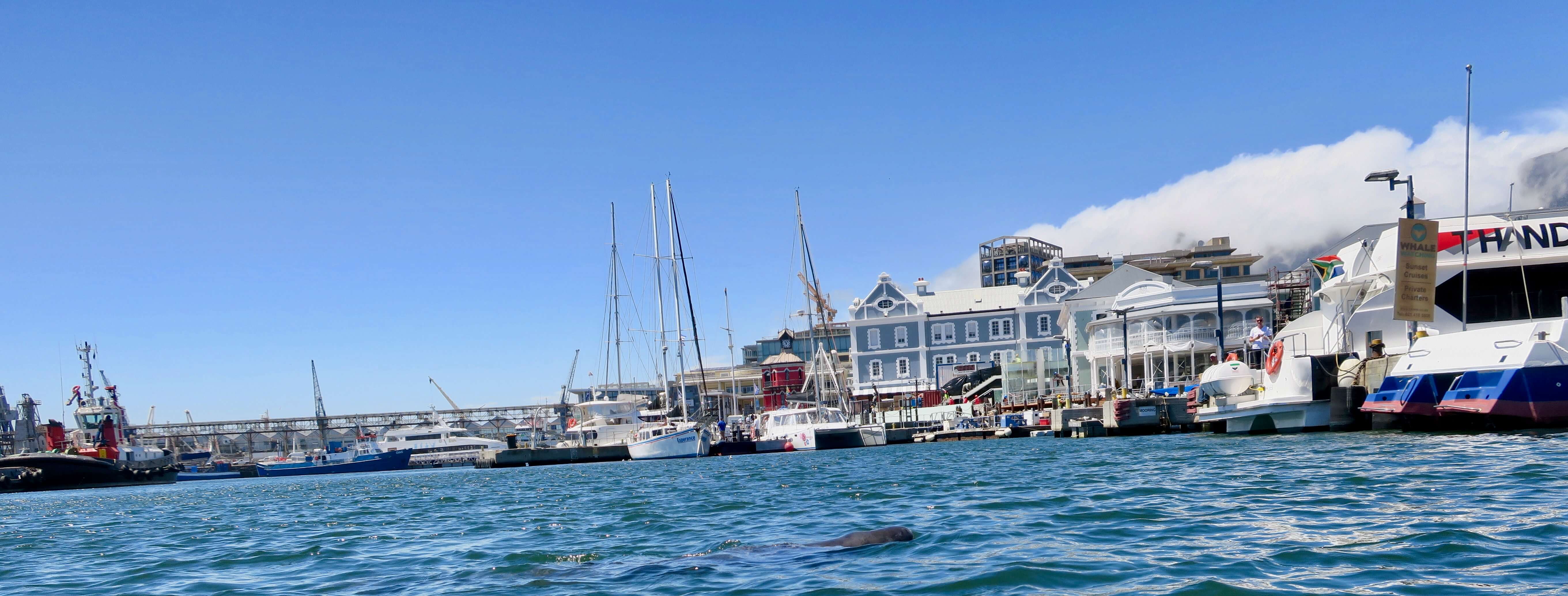 Mammoth_Safaris_Dwarf_Sperm_Whale_Cape_Town3