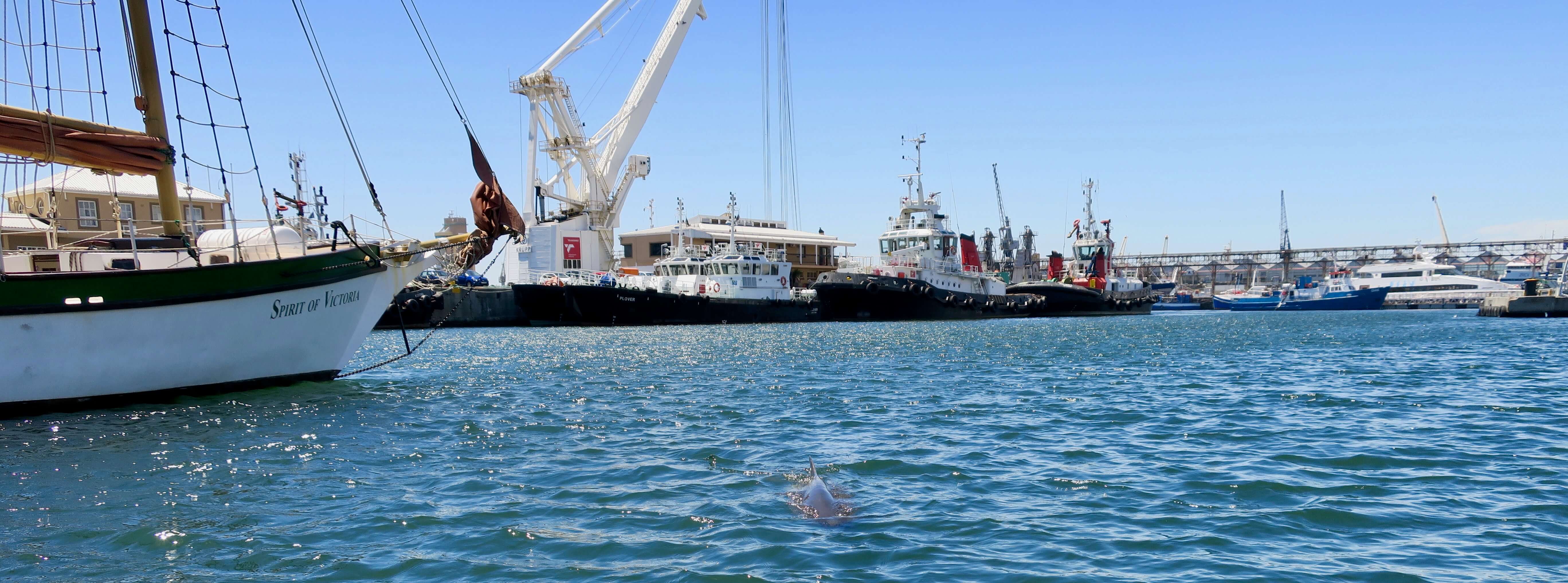 Mammoth_Safaris_Dwarf_Sperm_Whale_Cape_Town5