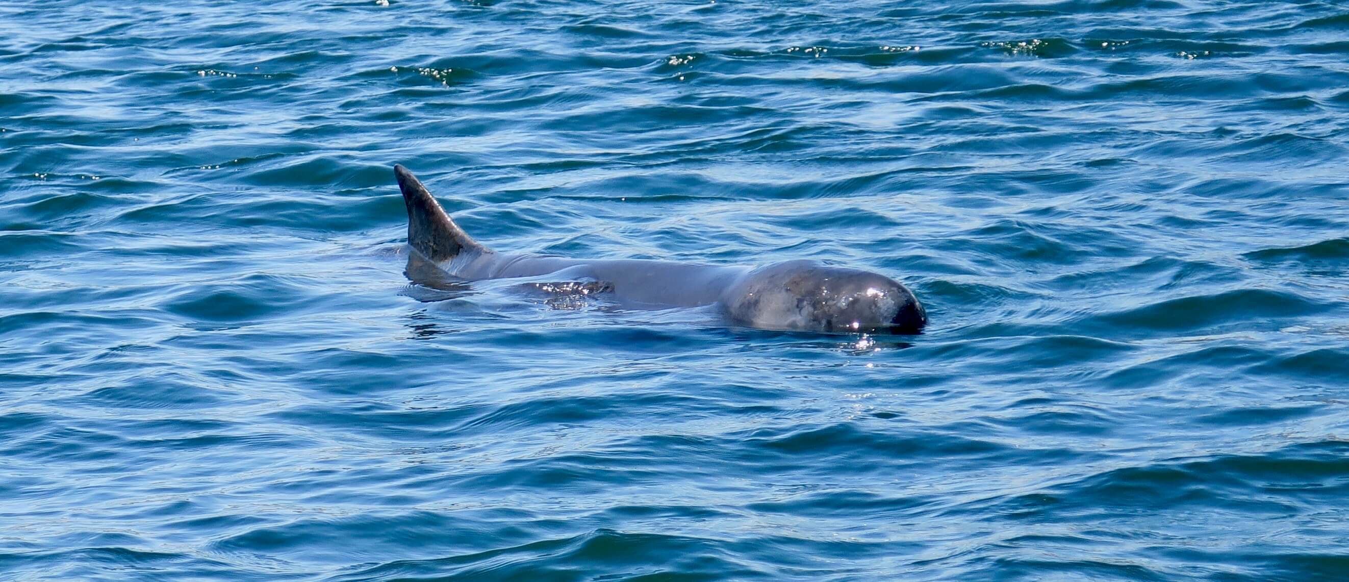 Mammoth_Safaris_Dwarf_Sperm_Whale_Cape_Town6
