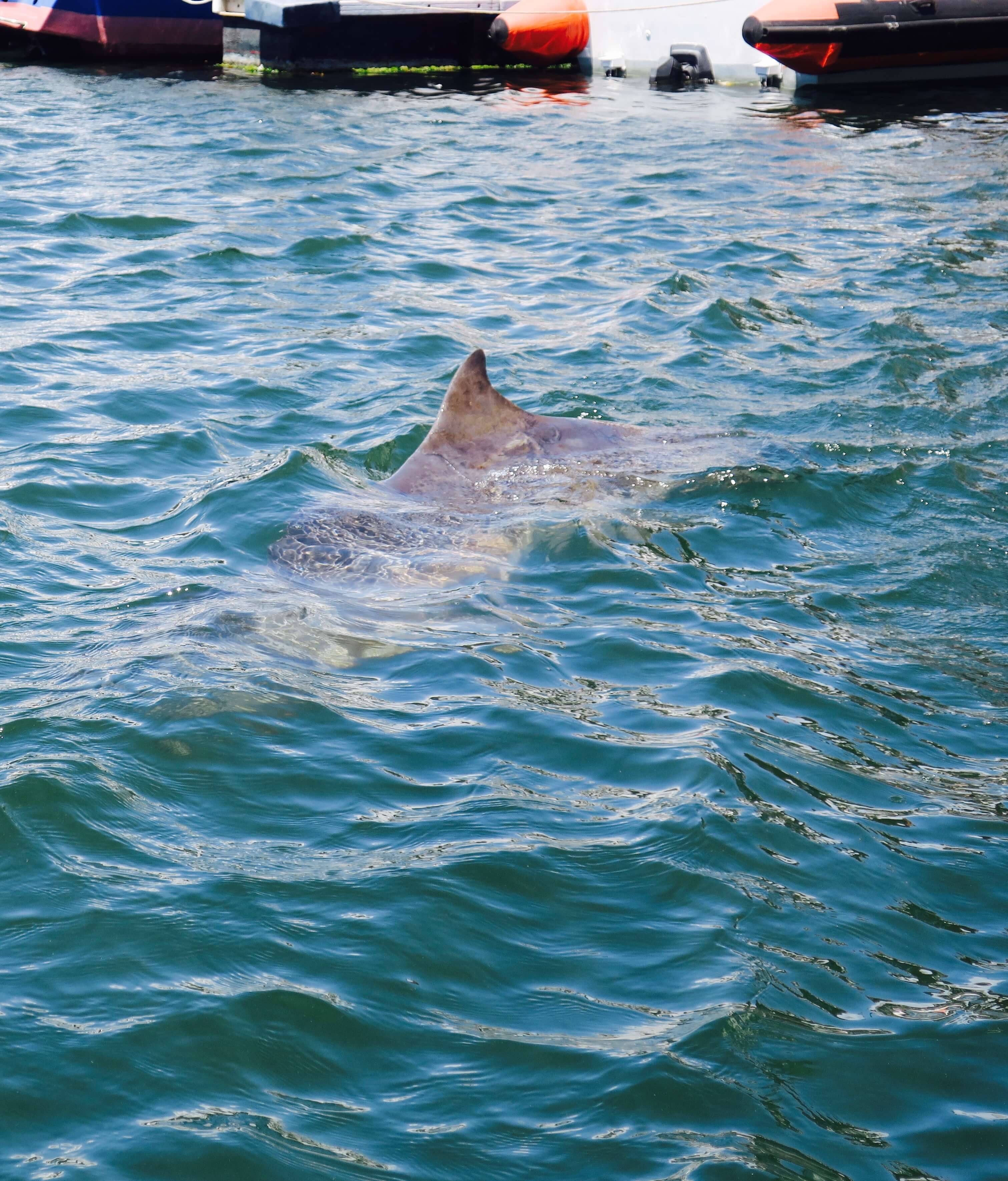 Mammoth_Safaris_Dwarf_Sperm_Whale_Cape_Town7