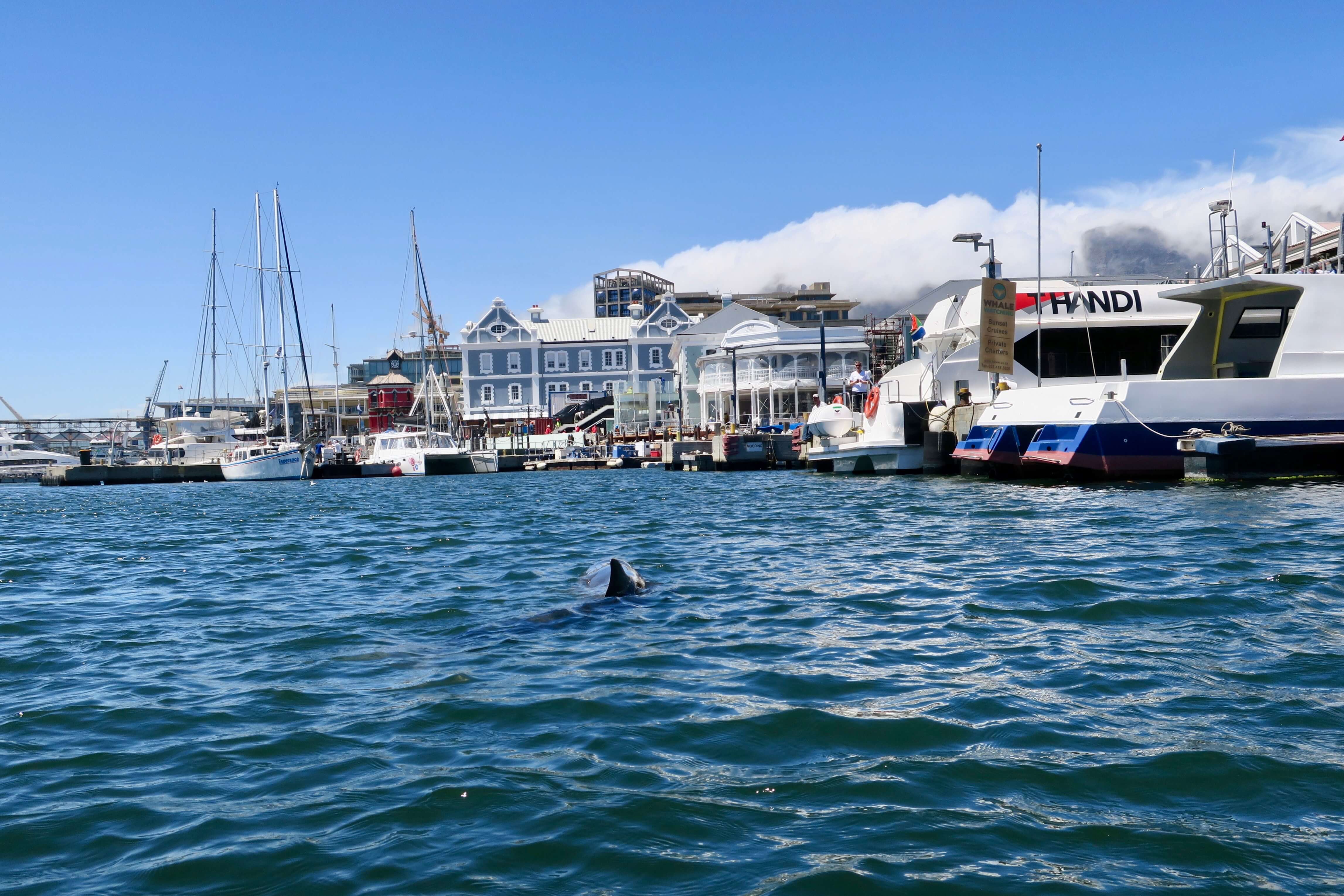 Mammoth_Safaris_Dwarf_Sperm_Whale_Cape_Town8