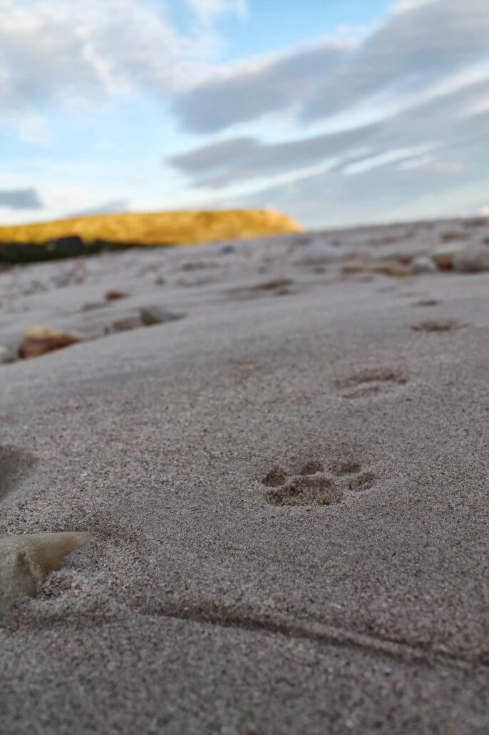 Mammoth Safaris – tracking in Africa