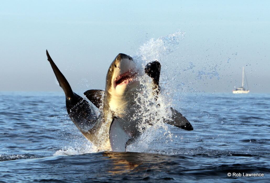 The Cape of Adventure