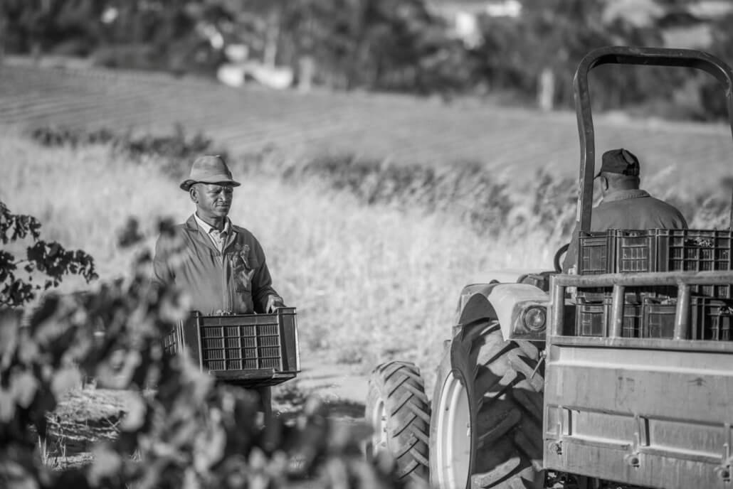 Mammoth Wine Safaris – the Swartland