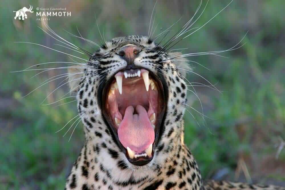 Mammoth Safaris – where to spot a leopard in Africa