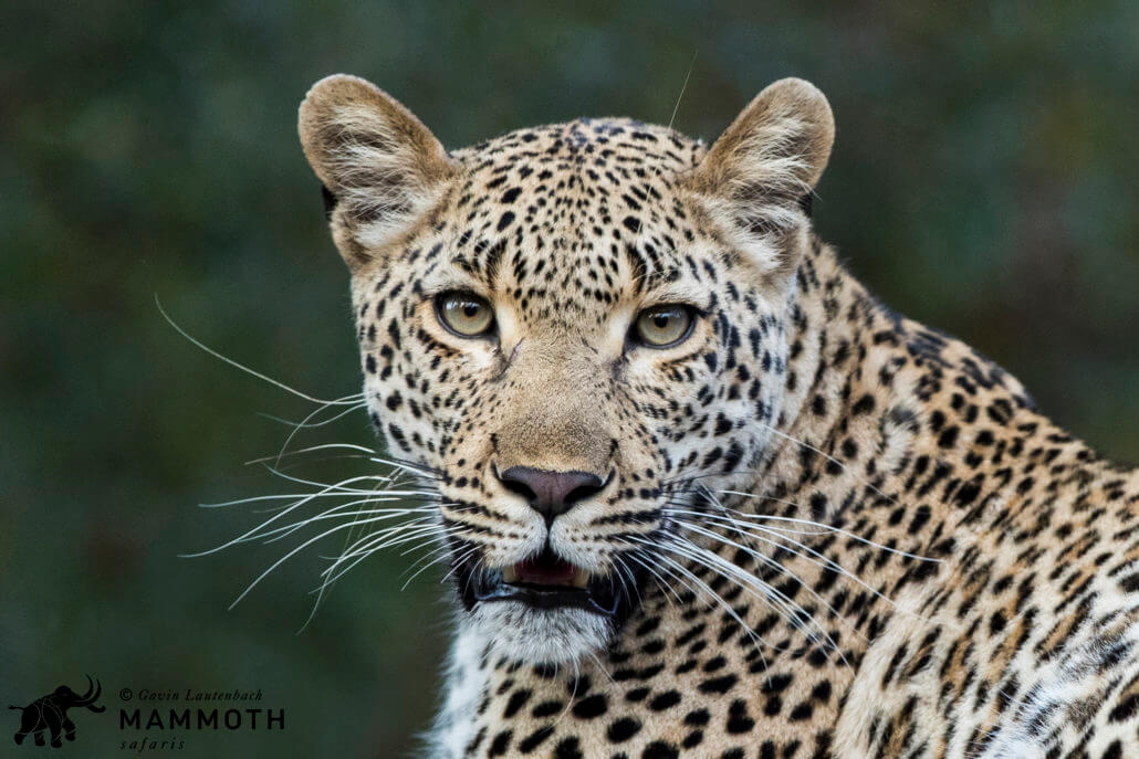 Mammoth “first time safari” Top 10 tips…