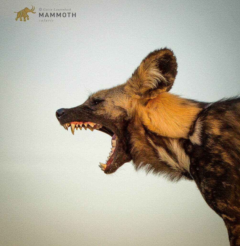 Mammoth Mammals #1 The African Wild Dog