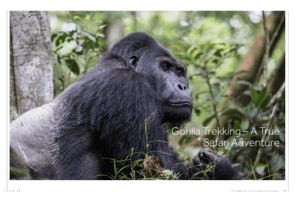 SLOW Magazine Gorilla Trekking – a true safari adventure