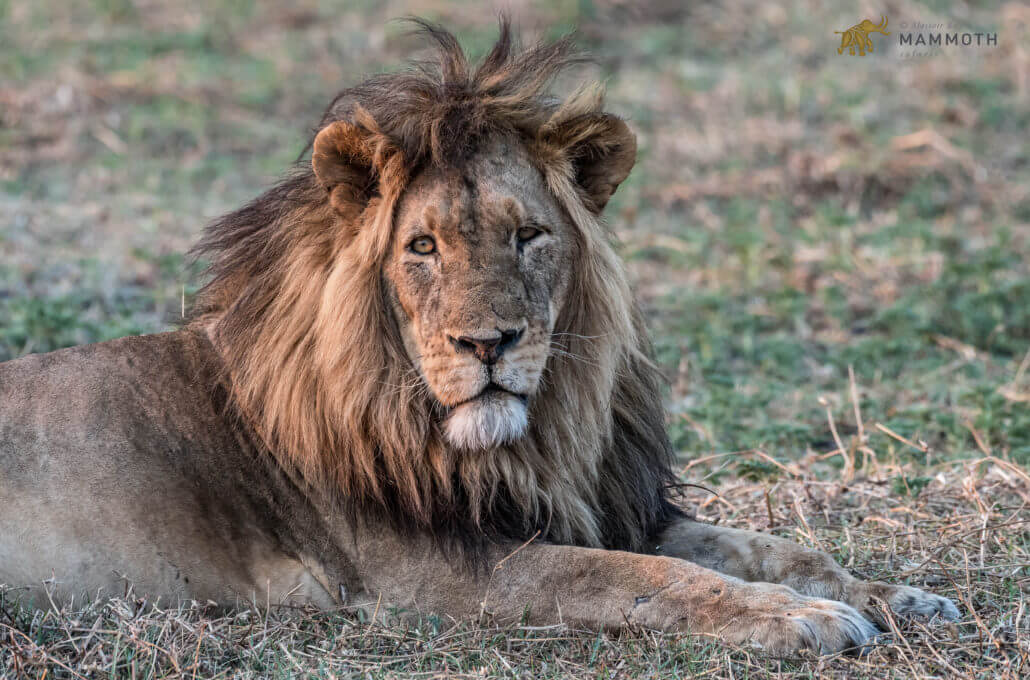 Beautiful Busanga on the rise…