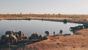Hwange National Park, Zimbabwe.