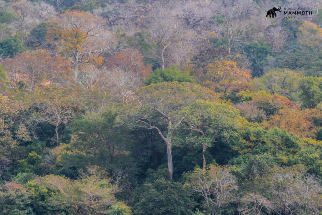 Gorongosa revisited…