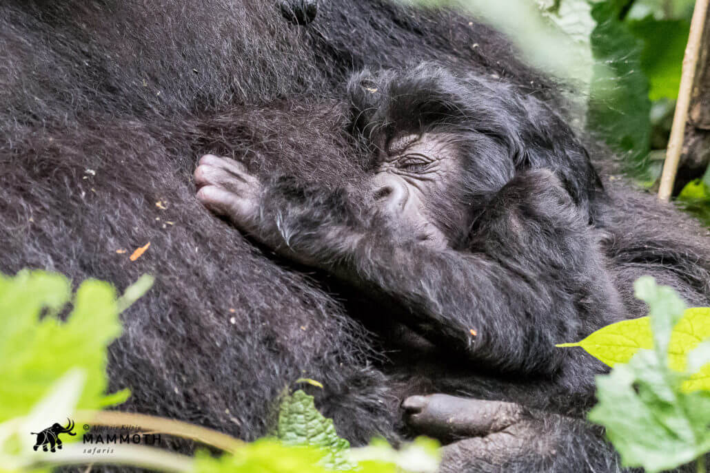 Mammoth Safaris – The best Gorilla trekking anywhere!