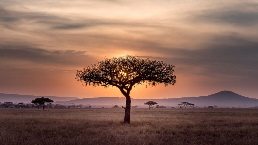 Serengeti sun.